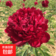 重瓣芍藥花苗帶芽根塊陽(yáng)臺庭院耐寒四季盆栽花卉春季開(kāi)花老樁勺藥 紅魅【5-7芽】送有機肥