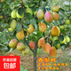 嫁接梨樹(shù)苗新疆香梨樹(shù)苗庫爾勒香梨苗盆栽地栽當年結果南北方種植 2年苗梨樹(shù)苗（品種留言）