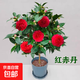 茶花盆栽大花濃香型四季開(kāi)花香妃茶花樹(shù)苗庭院陽(yáng)臺花卉植物帶花苞 紅赤丹3年苗【精選優(yōu)質(zhì)苗】