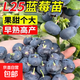 新品種L25藍莓樹(shù)苗藍莓盆栽庭院陽(yáng)臺地栽南北方種植耐寒果樹(shù)苗 L25藍莓苗【6年苗當年結果】