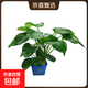 魚(yú)缸懶人水榕水草 造景裝飾黃金榕金錢(qián)榕瓦利斯榕水族箱造沉木 大葉水榕10顆