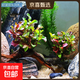魚(yú)缸真水草凈水新手水榕沉木水族箱造景裝飾懶人沉底不用底砂 紅波雙頭沉木