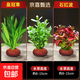 火山石水草植物魚(yú)缸造景真草水培蜈蚣草水榕陰性綠菊凈化水質(zhì)套餐 對葉+ 皇冠草+紅波（鵝蛋火山石）