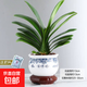 君子蘭盆栽高級圓頭和尚精品名貴花卉植物室內綠植四季好30厘米 精品君子蘭(富貴花陶瓷盆)+送肥料 含盆