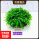 水草套餐三角莫斯淡水松茸火焰垂淚莫斯前景草沉木魚(yú)缸水族箱造景 鳳尾莫斯大號半球（拍兩份發(fā)三份）