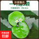 瘋狂水草浮萍水草水上和魚(yú)共養金魚(yú)缸造景古法養魚(yú)凈化水質(zhì)水芙蓉 一葉蓮5顆（6-9cm）