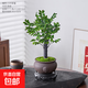 小葉紫檀盆景綠植樹(shù)苗盆栽辦公室內客廳桌面老樁植物四季好養花卉 虎頭陶瓷盆苔蘚小葉紫檀（送圓密胺底托 讬）