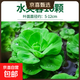瘋狂水草浮萍水草水上和魚(yú)共養金魚(yú)缸造景古法養魚(yú)凈化水質(zhì)水芙蓉 水芙蓉10顆