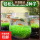 水草種子種孑植物活真草草缸魚(yú)缸造景套餐牛毛草水草籽子爬地珍珠 新手推薦矮珍珠對葉草（15天成景）