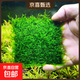 水草套餐三角莫斯淡水松茸火焰垂淚莫斯前景草沉木魚(yú)缸水族箱造景 大三角莫斯7.5cmx7.5cm一片