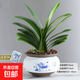 君子蘭盆栽高級圓頭和尚精品名貴花卉植物室內綠植四季好30厘米 精品君子蘭(荷花618陶瓷盆)+送肥料 含盆