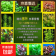 魚(yú)缸懶人水草植物淡水有莖草缸造景水族箱中后景水族套餐包郵 紅綠搭配八杯水草【送吸底杯】超值推薦