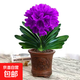 [當年開(kāi)花】君子蘭花君子蘭盆栽君子蘭苗四季常青植物君子蘭大苗 炫紫君子蘭+肥料 君子蘭5-6片葉子小苗/