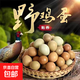 正宗七彩野山雞蛋新鮮農家五谷喂養山雞蛋營(yíng)養美味單枚25g起 甄選山雞蛋60枚