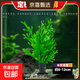 水草植物魚(yú)缸真草造景生態(tài)全套擺件養魚(yú)增氧鋪底陰性水培凈化綠植 鹿角蓉水草定植杯培育一杯