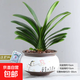 君子蘭盆栽高級圓頭和尚精品名貴花卉植物室內綠植四季好30厘米 精品君子蘭(鳥(niǎo)語(yǔ)花香陶瓷盆)+送肥料 含盆