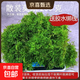 水草套餐三角莫斯淡水松茸火焰垂淚莫斯前景草沉木魚(yú)缸水族箱造景 散裝莫斯200g 送膠水綁線(xiàn)