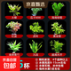 魚(yú)缸懶人水草植物淡水有莖草缸造景水族箱中后景水族套餐包郵 隨機6杯（送吸盤(pán)杯）