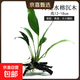 魚(yú)缸真水草凈水新手水榕沉木水族箱造景裝飾懶人沉底不用底砂 丹麥榕沉木