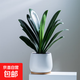 橙紅色君子蘭綠植盆栽辦公桌面簡(jiǎn)約擺件客廳入戶(hù)鞋柜茶幾花卉植物 君子蘭+白蛋瓷盆+沙+竹托 帶盆栽好