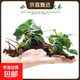 魚(yú)缸真水草凈水新手水榕沉木水族箱造景裝飾懶人沉底不用底砂 小水榕雙頭沉木