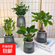 【水培綠植四件套】發(fā)財樹(shù)九里香梔子花桌面植物小盆栽辦公桌綠植 九里香+荷花竹+金鉆+發(fā)財樹(shù)（灰繁星吸水盆）
