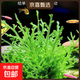 水草套餐三角莫斯淡水松茸火焰垂淚莫斯前景草沉木魚(yú)缸水族箱造景 玉冠蘚一杯