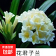 [當年開(kāi)花】君子蘭花君子蘭盆栽君子蘭苗四季常青植物君子蘭大苗 白花君子蘭+肥料 君子蘭5-6片葉子小苗/