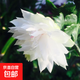 蟹爪蘭盆栽帶花苞帶盆多色重瓣新品花卉植物室內螃蟹抓花室內花卉 白色重瓣10棵【當年開(kāi)花】送肥料 不含盆