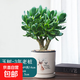 玉樹(shù)老樁大株盆栽多肉植物室內四季好養綠植凈化空氣四季常綠盆栽 大號福鹿白瓷盆玉樹(shù)（3年老樁） 帶盆栽好