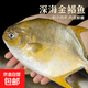 特大號深海金鯧魚(yú)新鮮鮮活速凍海魚(yú)海鮮魚(yú)類(lèi)【含25%左右冰衣】 5條（1斤-1.2斤/條）