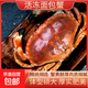面包蟹 鮮活速凍發(fā)貨 海鮮特大螃蟹黃金蟹新鮮珍寶蟹冷運 冷鮮 活凍面包蟹 400-600g/只