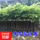 名貴苗木金絲楠木樹(shù)苗正宗奇楠沉香珍稀小葉紫檀海南黃花梨苗酸枝 海南黃花梨90-110cm*2棵 其他