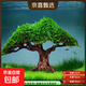 莫斯樹(shù)魚(yú)缸樹(shù)真樹(shù)沉木水草懶人造景無(wú)需底沙大蘑菇頭魚(yú)缸造景擺件 莫斯樹(shù)經(jīng)典造型款(推薦30-60缸）