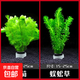 水草植物魚(yú)缸造景陰性真草定植全套餐增氧水蘭蜈蚣草綠菊水榕水草 【種植環(huán)組合】綠菊+蜈蚣草
