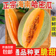 正宗海南哈密瓜水果曉蜜瓜西州蜜瓜新鮮脆甜爽口多汁產(chǎn)地直發(fā) 帶箱4-5斤實(shí)惠