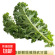 【東東買(mǎi)菜】云南新鮮羽衣甘藍蔬菜西餐榨汁減脂泡沫箱加冰發(fā)貨 羽衣甘藍【凈重3斤】輕食裝