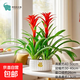 年宵花鳳梨花盆栽春節裝飾鴻運當頭好養活年貨過(guò)年綠植物花卉室內 2棵鴻運當頭+泡泡長(cháng)條樹(shù)脂盆