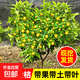 脆皮金桔樹(shù)樹(shù)苗盆栽帶果室內外可食用南北方四季脆蜜橘子果樹(shù)果苗 脆皮金桔3年苗（馬上結果 適合新手種植）樹(shù)形優(yōu)美