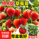 特級奶油草莓苗盆栽帶土種籽子紅顏四季結果陽(yáng)臺種植新苗苗秧 主推款【奶油】草莓3盆