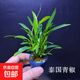 椒草系列水草陰性中前景水草好養無(wú)需二氧化碳魚(yú)缸草缸裝飾造景 泰國青椒2杯限時(shí)特價(jià)