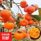 柿子樹(shù)苗甜脆柿子巧克力耐寒盆栽地栽南北方種植水果柿子優(yōu)質(zhì)果樹(shù) 陽(yáng)豐脆甜柿子 5年苗【當年結果多多】