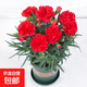 康乃馨苗花苗盆栽帶花苞母節禮物四季開(kāi)花室內陽(yáng)臺客廳綠植易成活 紅色-熱烈的愛(ài) 原盆