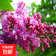 丁香花樹(shù)苗庭院陽(yáng)臺盆地栽耐寒叢生嫁接高桿丁香樹(shù)苗綠植花卉苗木 叢生紫丁香5年苗【當年開(kāi)花】掌柜推薦