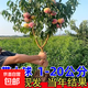 早熟水蜜桃樹(shù)樹(shù)苗嫁接黃桃樹(shù)苗樹(shù)當年結果南北方種植桃苗桃樹(shù)果苗 強烈5年苗2棵__其他選項均為一顆 81cm(含)-110cm(含)