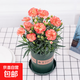 康乃馨苗花苗盆栽帶花苞母節禮物四季開(kāi)花室內陽(yáng)臺客廳綠植易成活 紅邊黃心-浪漫 原盆