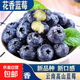 正宗云南高原新鮮采摘藍莓新鮮水果孕婦寶寶輔食L25花香藍莓 藍莓小果單果12mm+ 高原藍莓嘗鮮限量125g*1盒裝