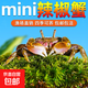 辣椒蟹觀(guān)賞蟹寵物螃蟹淡水魚(yú)缸除藻爬寵吃糞便清潔工具 辣椒蟹8只送2只備損
