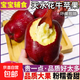 直發(fā)正宗天水花牛蘋(píng)果25年新果應季新鮮水果粉面紅蛇果整箱批發(fā)價(jià) 帶箱9.5-10斤優(yōu)選大果