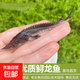 鱘魚(yú)苗觀(guān)賞魚(yú)冷水魚(yú)淡水魚(yú)名貴魚(yú)活魚(yú)魚(yú)苗清道夫魚(yú) 鱘魚(yú)10-15厘米1條